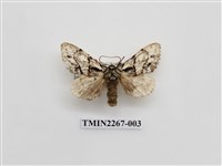 藏品(蓬萊曼蠶舟蛾)的圖片